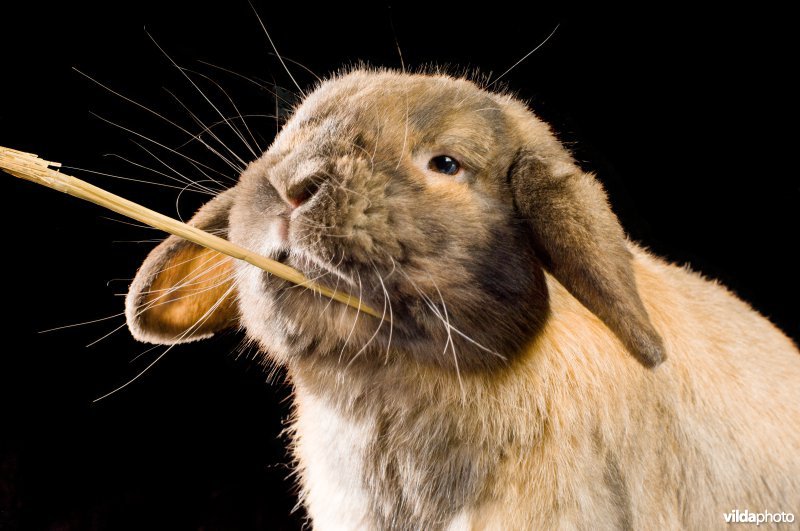 Studioportret van gedomesticeerd konijn, ras Hangoor dwerg