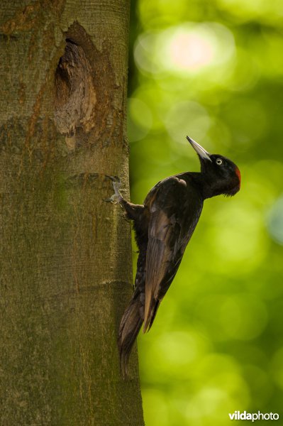 Zwarte specht in een beukenbos.