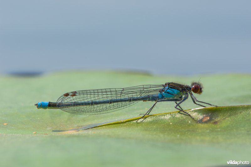 Grote roodoogjuffer op waterlelieblad