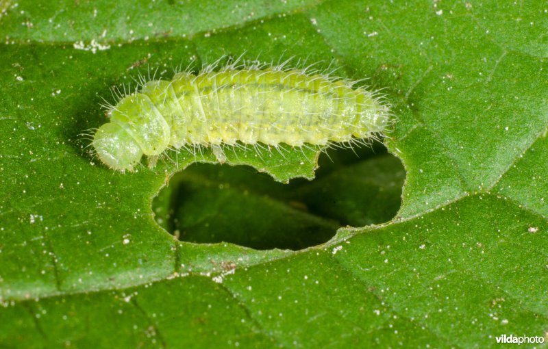 Rups van Boomblauwtje 