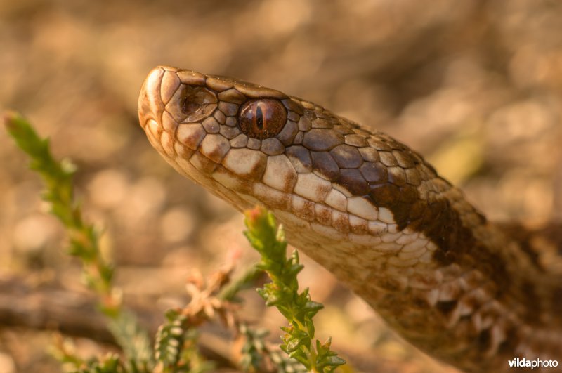 Adder