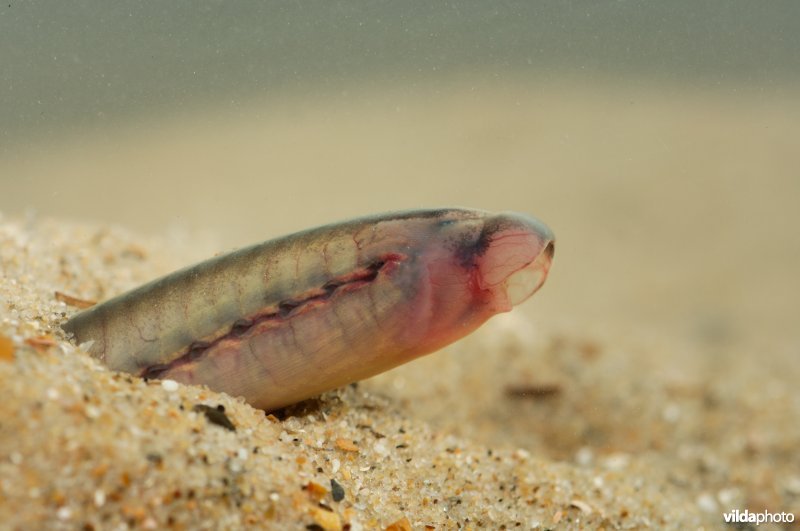 Beekpriklarve in het zand