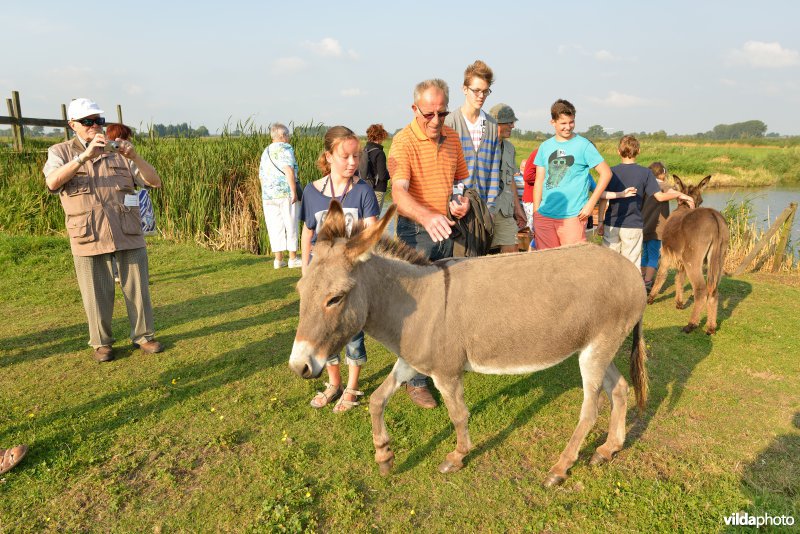 Wandelaars ontmoeten de ezeltjes in de Blankaart