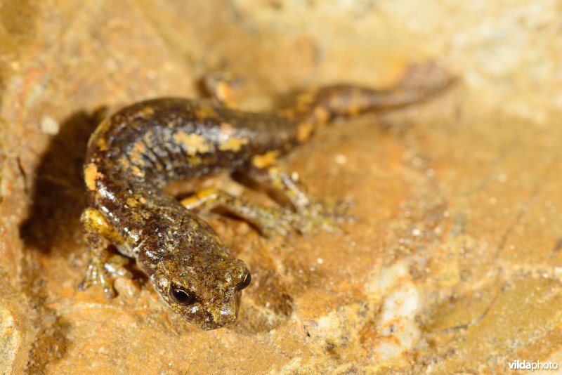 Ambrosi's grottensalamander