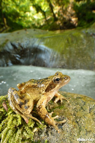 Italiaanse beekkikker