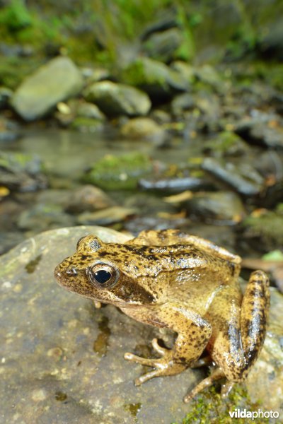 Italiaanse beekkikker