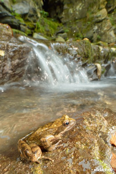 Italiaanse beekkikker