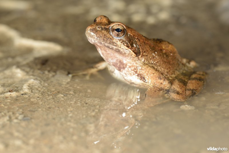 Italiaanse beekkikker