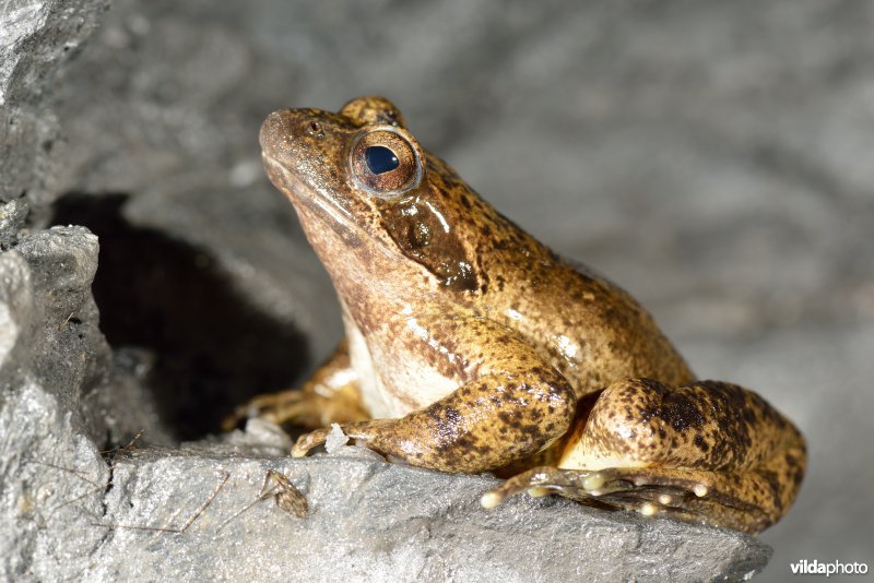Italiaanse beekkikker