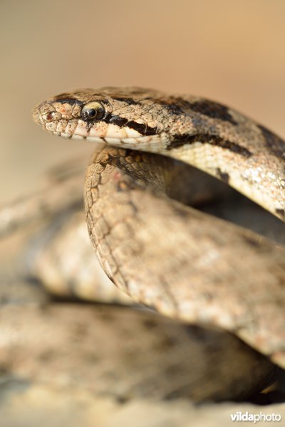 Girondische gladde slang