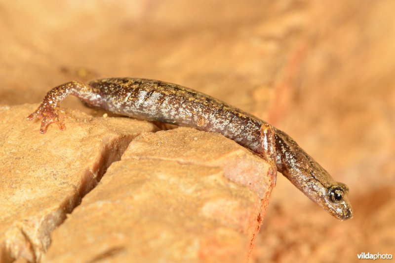 Ligurische grottensalamander