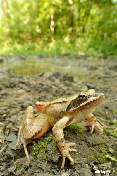 Italiaanse springkikker