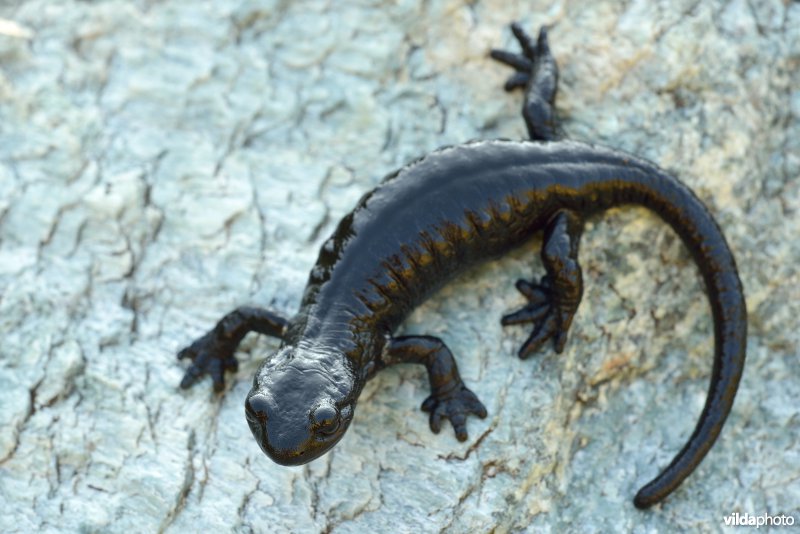 Lanza's alpenlandsalamander