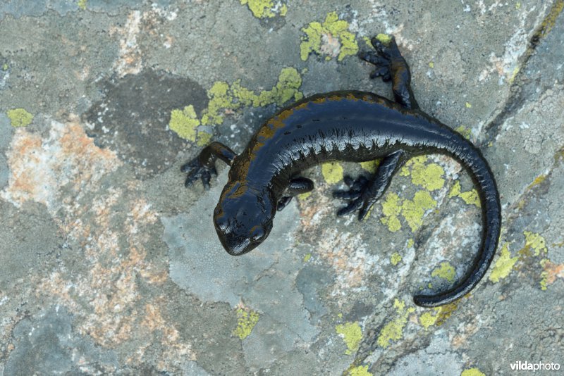 Lanza's alpenlandsalamander