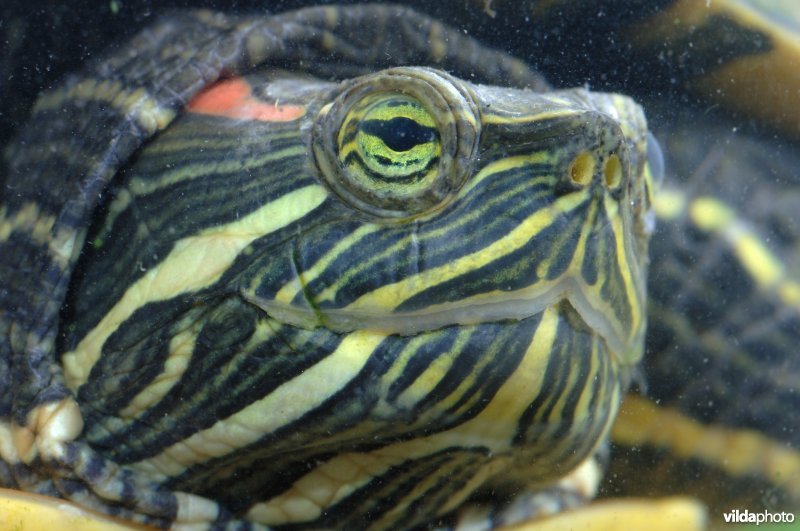 Kop van een roodwangschildpad