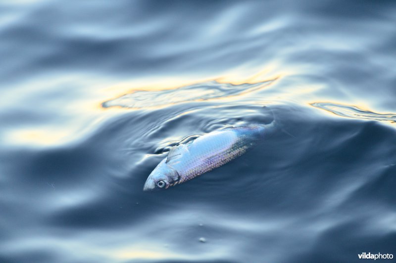 Dode Haring in de Noorse Zee