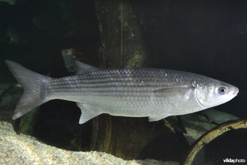 Diklipharder