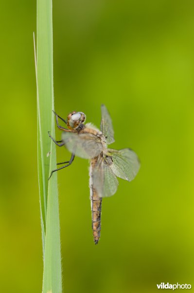 Bruine korenbout