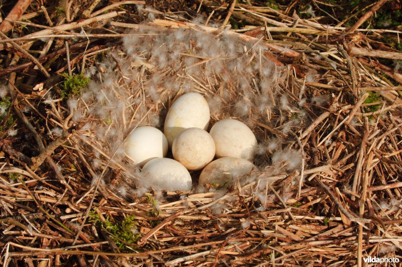 Nest met eieren van grauwe gans