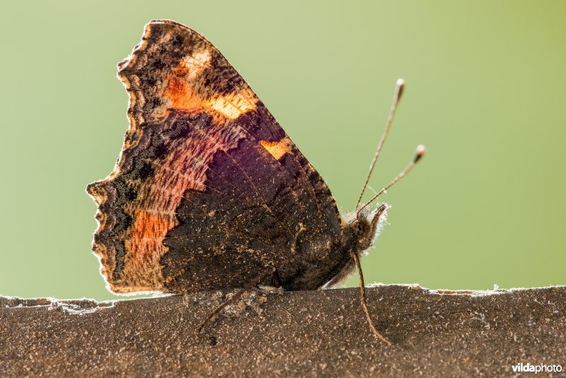 Kleine vos