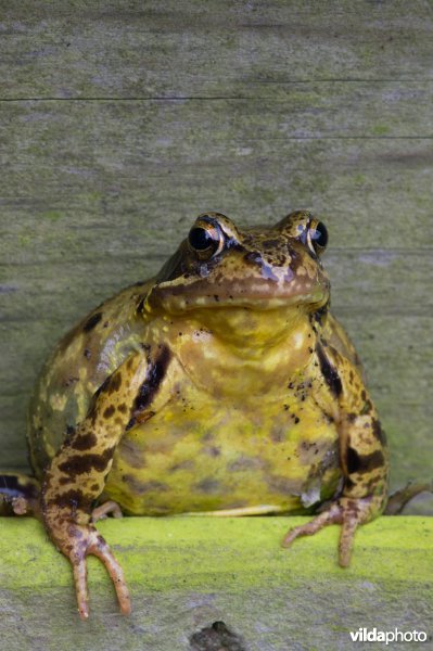 Bruine kikker op houten schutting