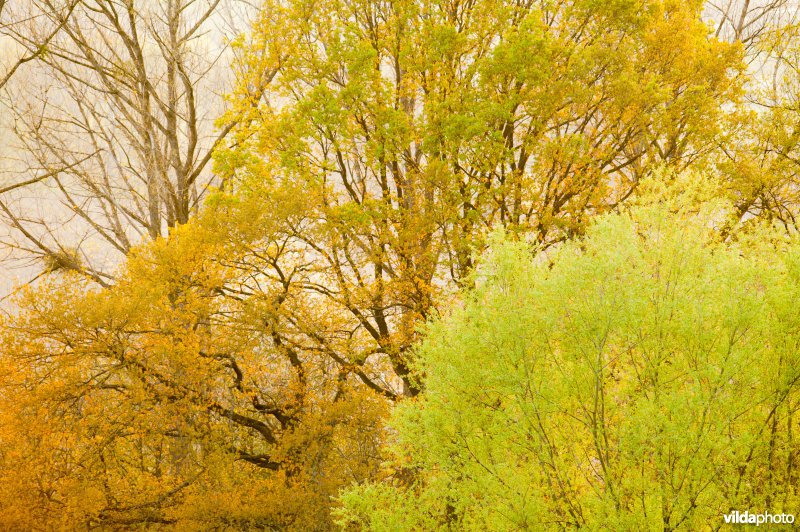 Boswilg en zomereik lopen uit in voorjaar