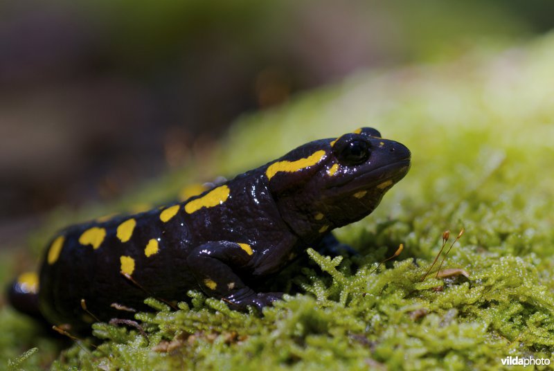 Corsicaanse vuursalamander