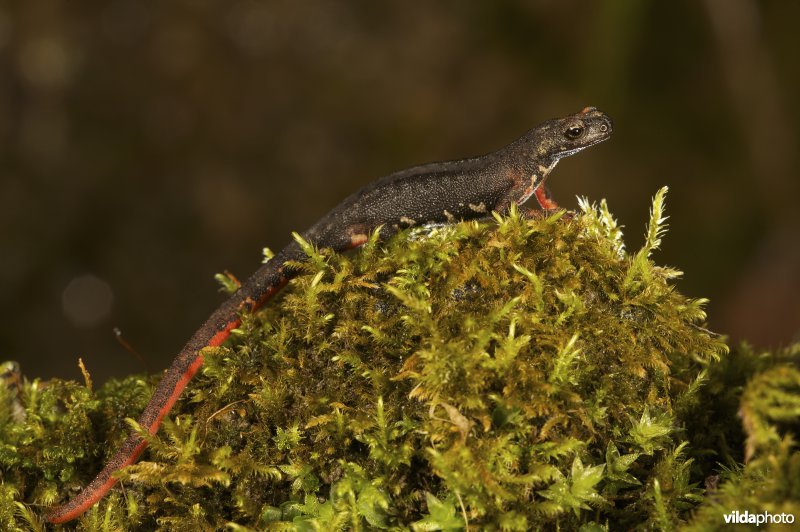 Noordelijke brilsalamander