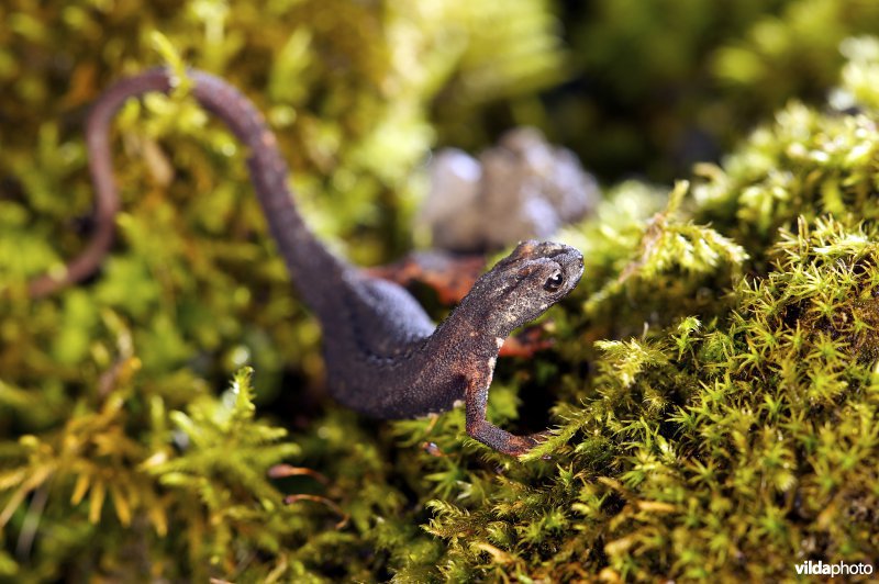 Noordelijke brilsalamander