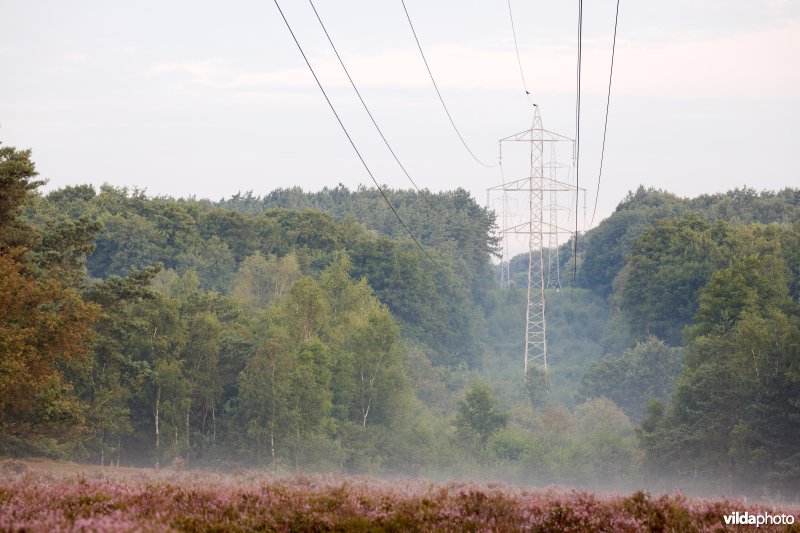 Een heidecorridor onder een hoogspanningslijn