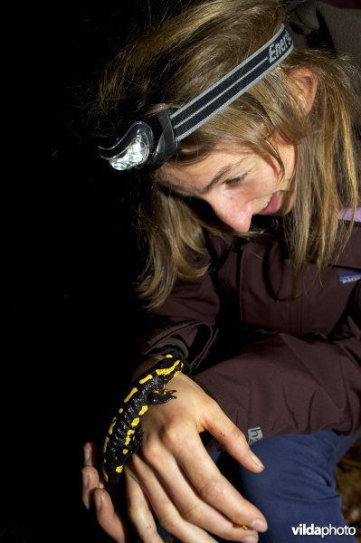 Vuursalamander (alle ondersoorten)