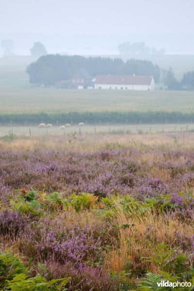 Natuurontwikkeling