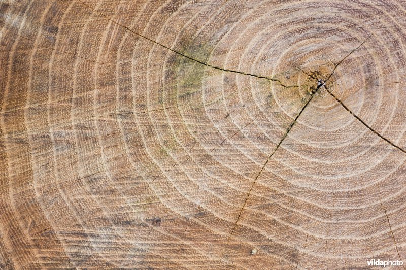 Jaarringen van een boom