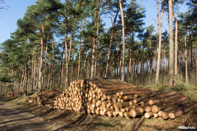 Gezaagde boomstammen