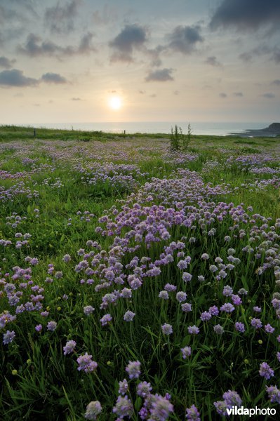 Zonsondergang aan de klifkust begroeid met Engels gras