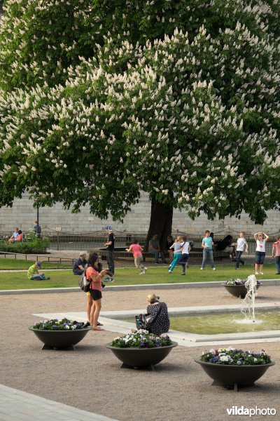 Witte paardekastanje in stadspark