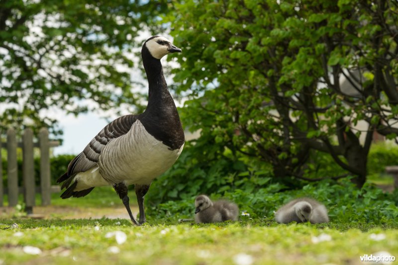 Brandgans met kuikens