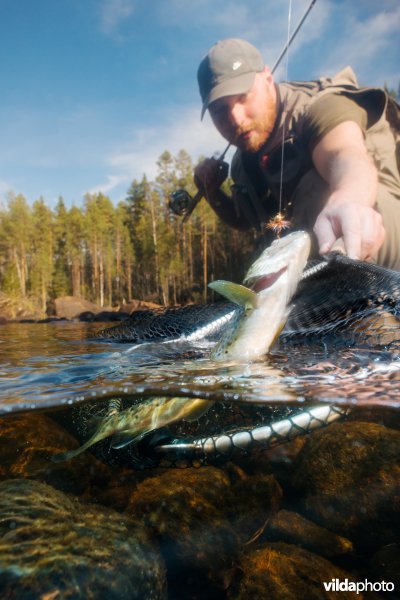 Vliegvisser in rivier