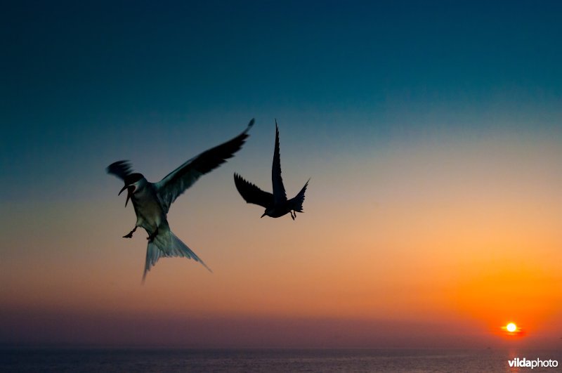 Visdieven bij zonsondergang