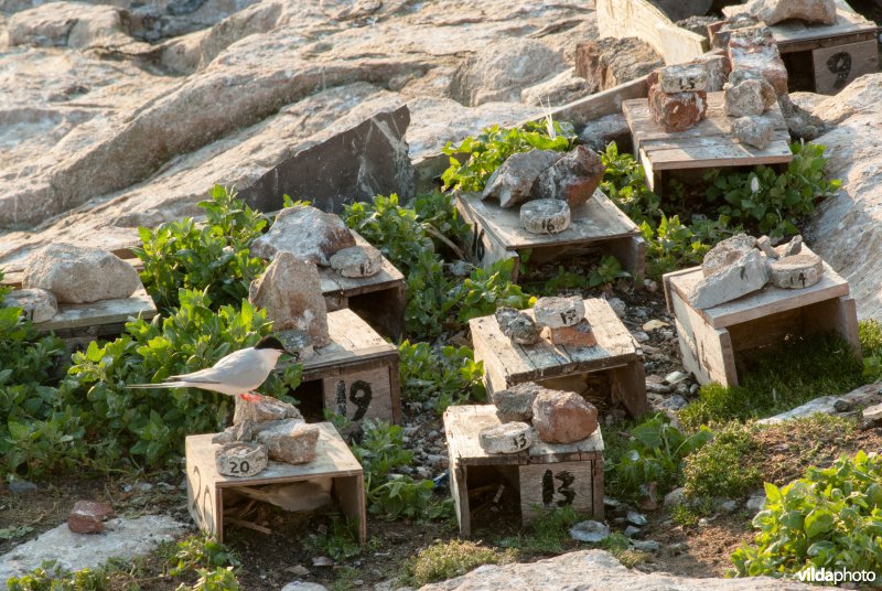 Sternenkolonie op Rockabill Island