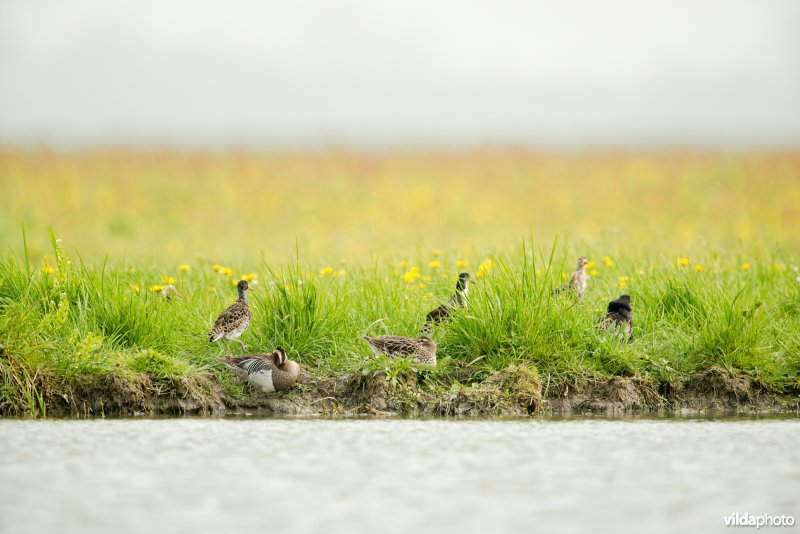 Kemphanen en zomertalingen in bloemrijk grasland