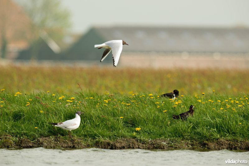 Weidevogelland in Friesland