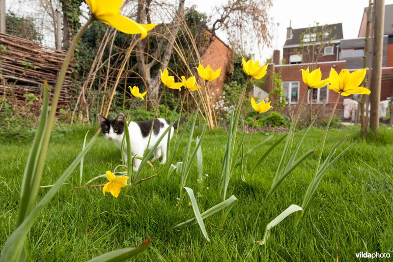 Kat tussen bostulpen in een tuin