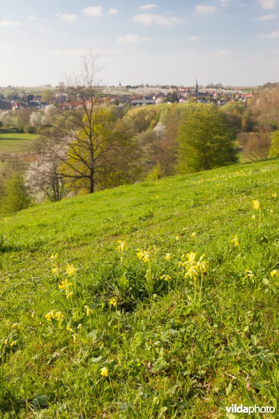 Gulden sleutelbloem