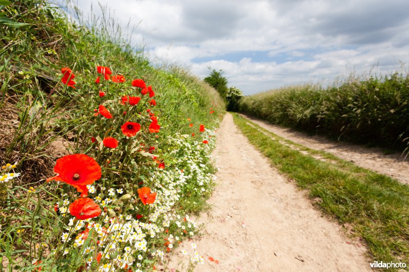 Klaprozen langs een veldweg