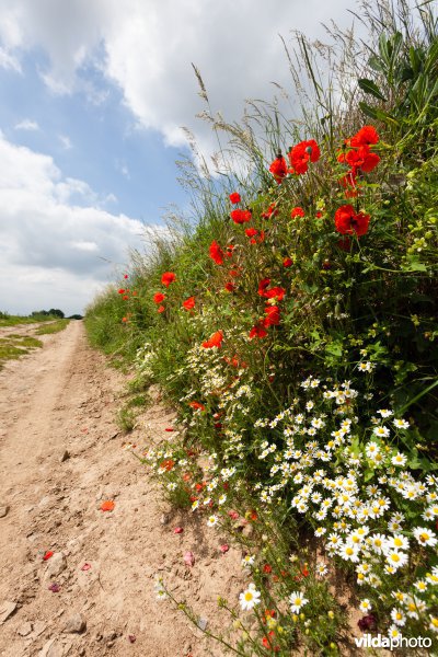 Klaprozen langs een veldweg