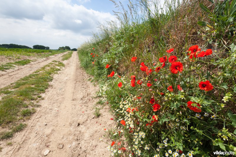Klaprozen langs een veldweg