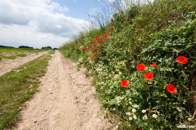 Klaprozen langs een veldweg