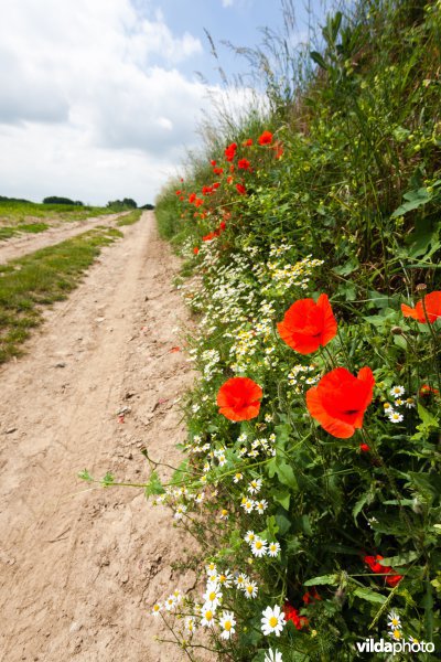 Klaprozen langs een veldweg