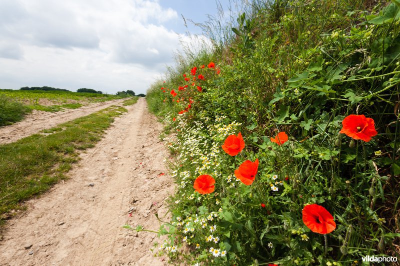 Klaprozen langs een veldweg